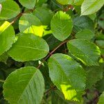 Rosa setigera Leaf