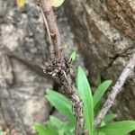 Globularia salicina Bark