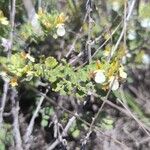Teucrium freynii Hoja
