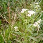 Pluchea sagittalis Flower