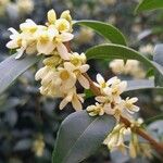 Osmanthus fragrans പുഷ്പം