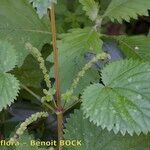 Urtica morifolia Autre