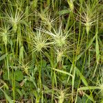 Aegilops geniculata Fruto