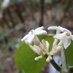 Cyclophyllum henriettiae Flower