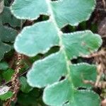 Asplenium ceterach Feuille