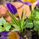 Crocus sieberi Blatt