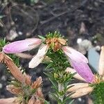 Erica verticillata Blüte