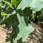 Quercus garryana 叶