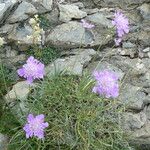 Lomelosia graminifolia Yeri