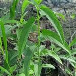 Veronica longifolia Leaf