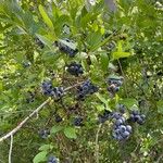 Vaccinium angustifolium Fruit