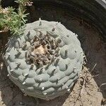 Lophophora diffusa Листок