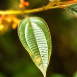 Miconia leamarginata Leaf