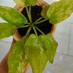 Echinodorus cordifolius পাতা
