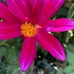 Dahlia tenuicaulis 花