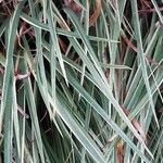 Acorus calamus Leaf