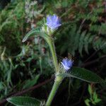 Cyanotis arachnoidea Fiore