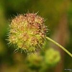 Urtica pilulifera ഫലം