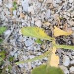 Moricandia moricandioides Hoja