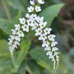 Heliotropium tiaridioides Flower