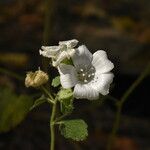 Malva hispanica Virág