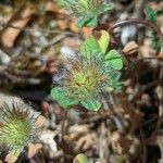 Trifolium cherleri Lorea