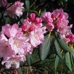 Rhododendron vernicosum Fiore