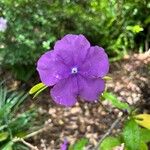 Brunfelsia pauciflora Çiçek