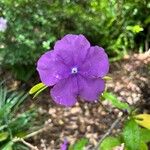 Brunfelsia pauciflora Kukka