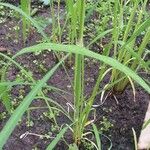 Oryza sativa Листок