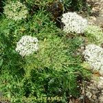 Cnidium silaifolium Habit