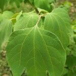 Lindera obtusiloba Leaf