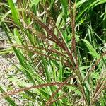 Digitaria macroblephara Flower