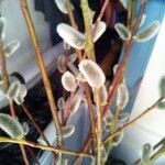 Salix × felina