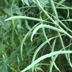 Brassica napus Φρούτο