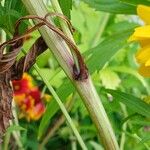 Rudbeckia laciniata 樹皮