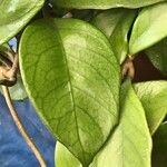 Hoya carnosa Yaprak