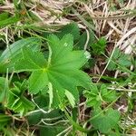 Alchemilla monticola Blatt
