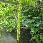 Pterocarya fraxinifolia ফুল