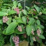 Medinilla speciosa 整株植物