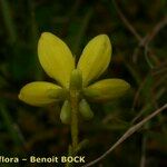 Saxifraga hirculus Blomma