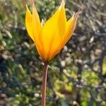 Tulipa sylvestris Žiedas