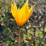 Tulipa sylvestris Flor