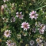 Coronilla viminalis Blomma