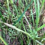 Nasturtium microphyllum Folha