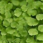 Adiantum poiretii Лист