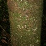 Neocalyptrocalyx maroniensis 樹皮
