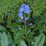 Myosotis sylvatica Deilen