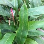 Heliconia psittacorum Deilen