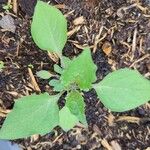 Solanum villosum पत्ता